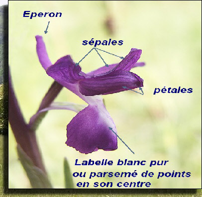 wpfbf85889_0f.jpg